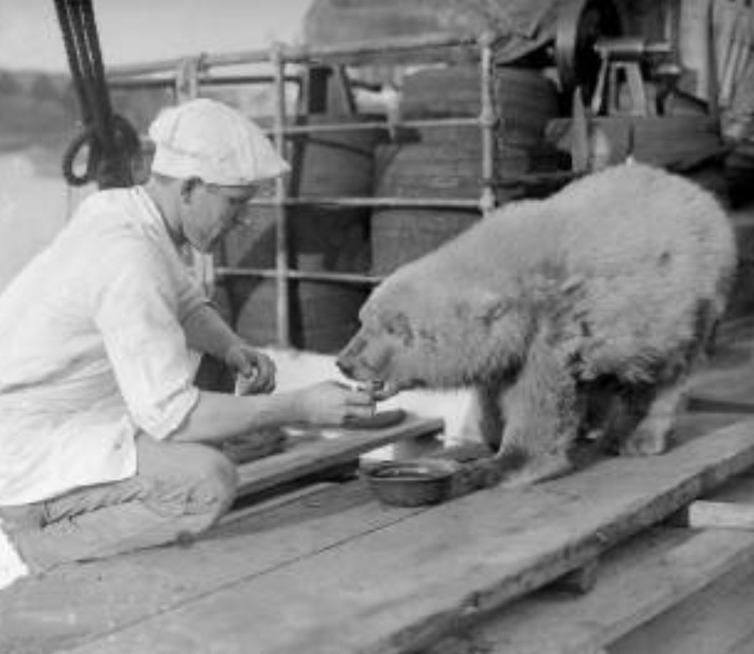 ロシア ソ連切手】1987 USSR WWF Polar Bearシート ロシア切手買取